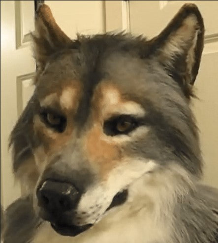 🐺50% OFF-WEREWOLF HEADWEAR COSTUME MASK