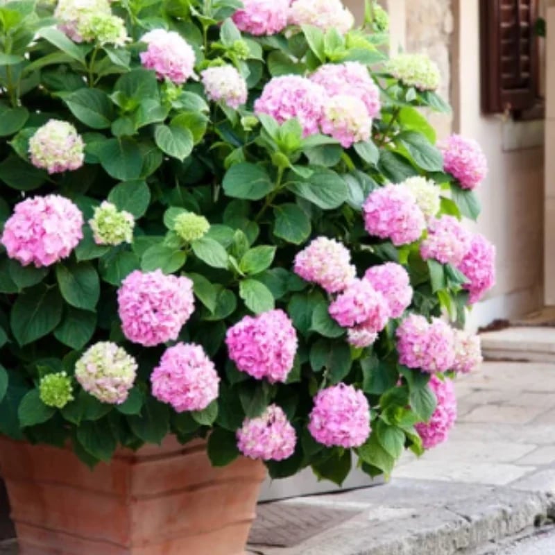 💐Outdoor Artificial Hydrangea Flowers