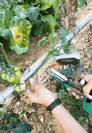 Garden plant tying machine