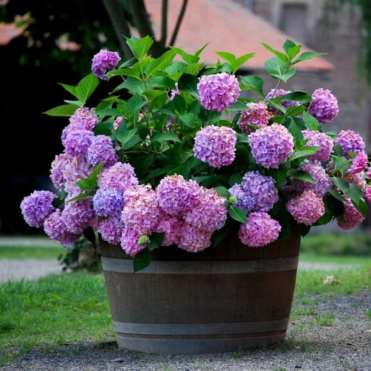 💐Outdoor Artificial Hydrangea Flowers