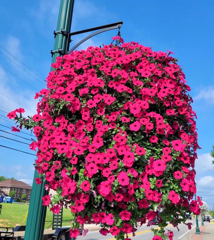 💥This Week's Special Price $19.99🌺UV Simulation Artificial Morning Glory