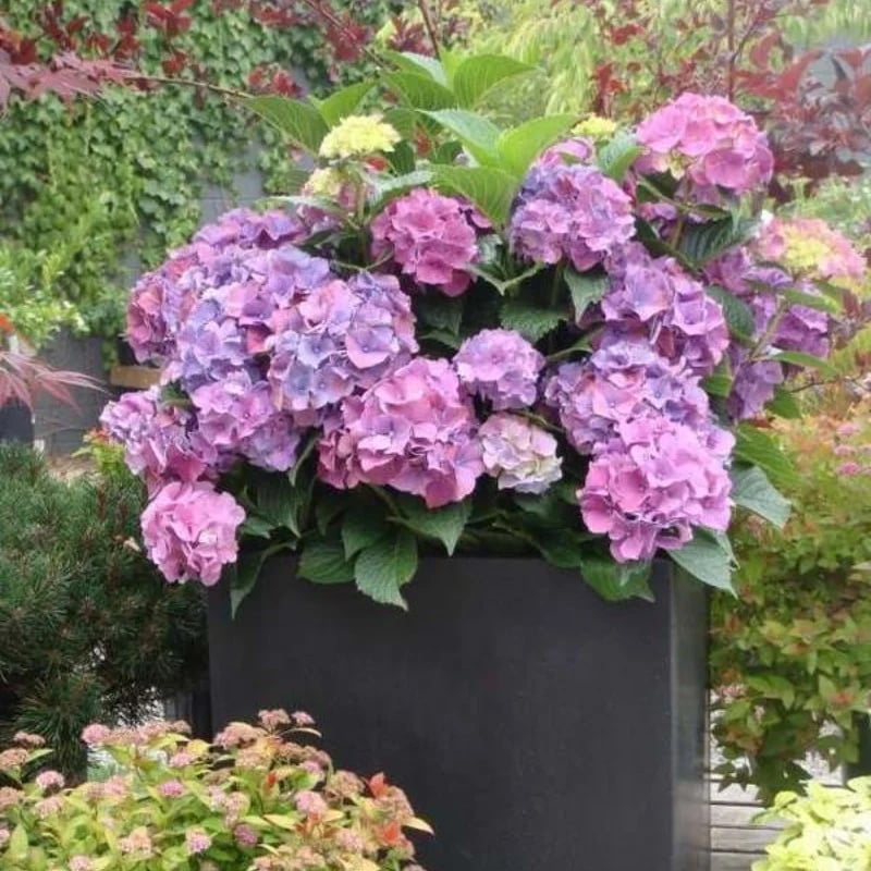 💐Outdoor Artificial Hydrangea Flowers