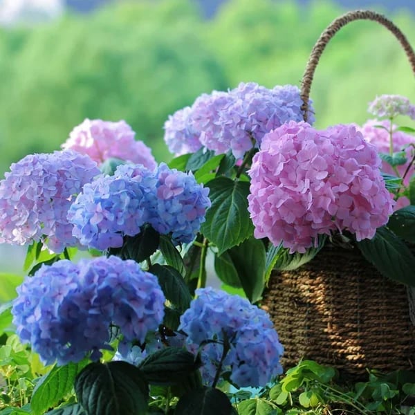 💐Outdoor Artificial Hydrangea Flowers