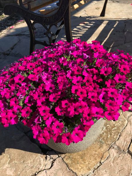 💥This Week's Special Price $19.99🌺UV Simulation Artificial Morning Glory