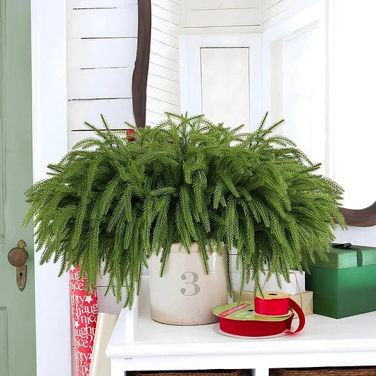 🎄Natural Christmas Greenery-Norfolk Pine Branch